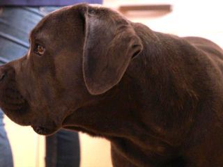Der Hundeprofi - Ruetters Team