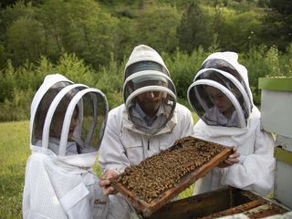 Die geheimnisvolle Welt der Bienen