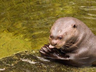 Elefant, Tiger & Co.