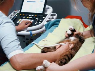 Tierretter unterwegs in Mitteldeutschland