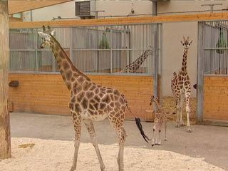 Giraffe, Erdmaennchen & Co.