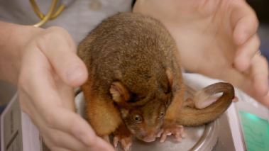 Die Irwins - Crocodile Hunter Family Die Irwins - Crocodile Hunter Family