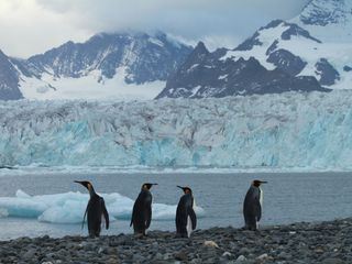 Die Rettung der Pinguin-Insel