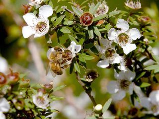 Die Bienenfluesterer