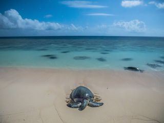 Durch das Jahr in der weltweiten Wildnis