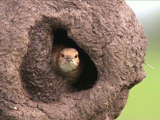 Tierische Superbauten