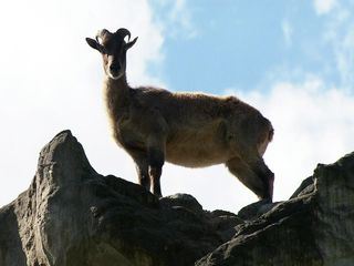 Leopard, Seebaer & Co.