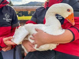 Tierische Augenblicke
