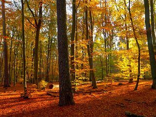 Der Grunewald - Ein Jahr unter Baeumen