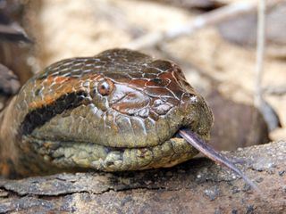 Big Five Suedamerika