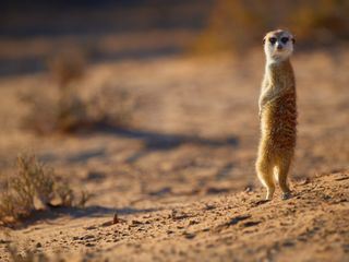 Afrikas tierische Genies