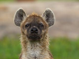 Afrikas Ikonen der Tierwelt