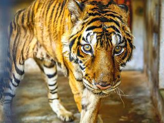 Wildlife Crime - Milliardengeschaeft Tierhandel