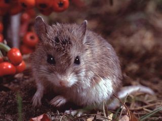 Little Giants - Kleine Tiere ganz gross