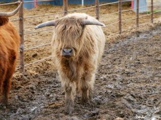 Die Yukon-Tieraerztin