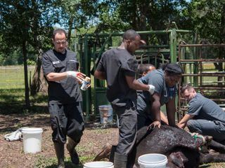 Die Tieraerzte von Houston