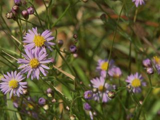 Horizont - Sommergluecksmomente