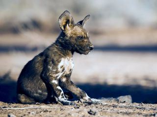 Tierkinder der Wildnis