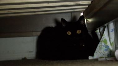 Der Katzenfluesterer Der Katzenfluesterer