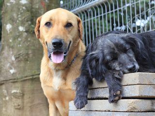 Costa Rica: Das groesste Hundeheim der Welt