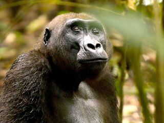 Gorillas hautnah