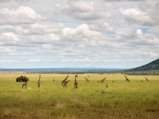 Grzimek und der Kampf um die Serengeti