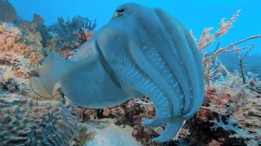 Korallrevens foertrollade vaerld