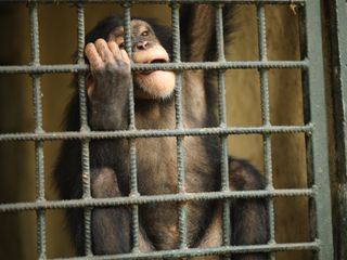 Dodo Heroes - Aus Liebe zu Tieren