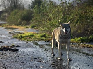 Zombies der Tierwelt
