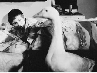 Die Weihnachtsgans Auguste