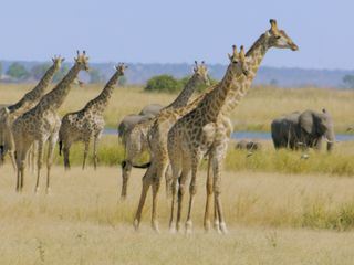 Die grossen Parks in Afrika