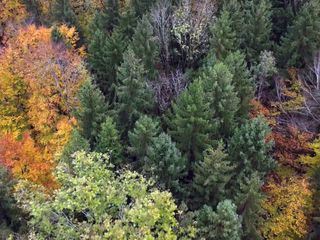 Salzburgs gruener Schatz - Innovation mit Holz