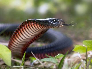 Australiens Schlangen - Giftig und gefaehrlich (2/2)
