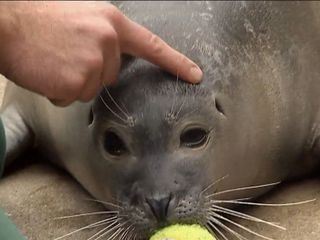 Giraffe, Erdmaennchen & Co.