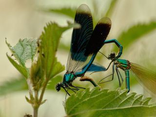 Magische Momente der Natur