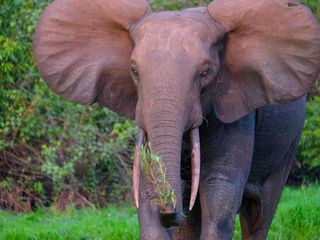 Gabun - Der Schatz im Regenwald
