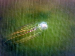 Meister der Jagd am Great Barrier Reef