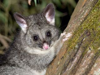 Tiere vor der Kamera