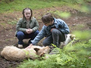 Tiere bis unters Dach