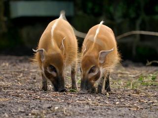 Zoo und so - Tierisch wild!