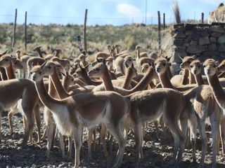 Peru, das Goldhaar der Vikunjas