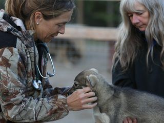 Die Yukon-Tieraerztin