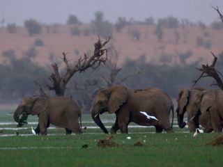 Wanderungen im Tierreich