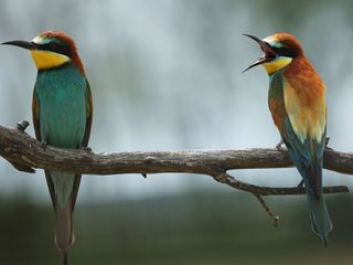 Unglaubliche Tierwanderungen