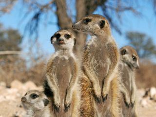 Mitbestimmung im Tierreich