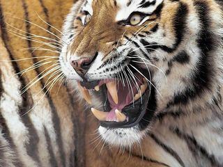 Tiere ausser Rand und Band