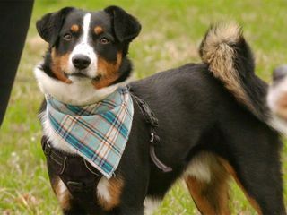 Der Hundeprofi - Ruetters Team
