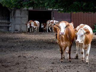 Die Geschichte der Landwirtschaft