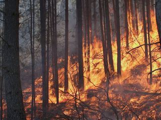 Geliebtes Korsika: Kampf gegen das Feuer