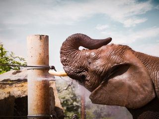 Elefant, Tiger & Kids: Zoo-Praktikum Backstage